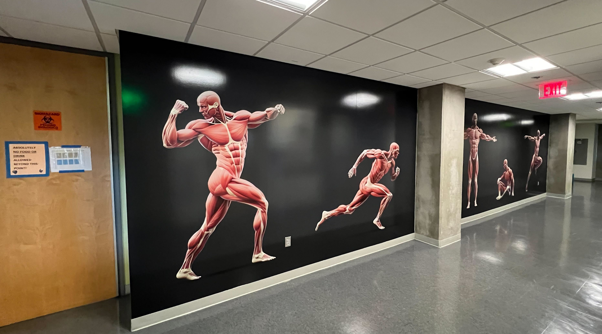 wall mural 858 graphics san diego